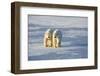 Polar Bears in Churchill Wildlife Management Area, Churchill, Manitoba, Canada-Richard and Susan Day-Framed Photographic Print