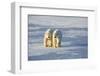 Polar Bears in Churchill Wildlife Management Area, Churchill, Manitoba, Canada-Richard and Susan Day-Framed Photographic Print