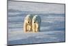 Polar Bears in Churchill Wildlife Management Area, Churchill, Manitoba, Canada-Richard and Susan Day-Mounted Photographic Print