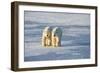 Polar Bears in Churchill Wildlife Management Area, Churchill, Manitoba, Canada-Richard and Susan Day-Framed Photographic Print