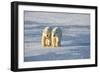 Polar Bears in Churchill Wildlife Management Area, Churchill, Manitoba, Canada-Richard and Susan Day-Framed Photographic Print