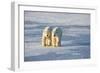 Polar Bears in Churchill Wildlife Management Area, Churchill, Manitoba, Canada-Richard and Susan Day-Framed Photographic Print