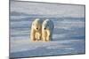 Polar Bears in Churchill Wildlife Management Area, Churchill, Manitoba, Canada-Richard and Susan Day-Mounted Photographic Print