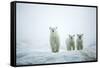 Polar Bears in Fog, Hudson Bay, Nunavut, Canada-Paul Souders-Framed Stretched Canvas