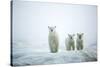 Polar Bears in Fog, Hudson Bay, Nunavut, Canada-Paul Souders-Stretched Canvas