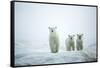 Polar Bears in Fog, Hudson Bay, Nunavut, Canada-Paul Souders-Framed Stretched Canvas