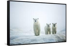 Polar Bears in Fog, Hudson Bay, Nunavut, Canada-Paul Souders-Framed Stretched Canvas