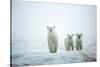 Polar Bears in Fog, Hudson Bay, Nunavut, Canada-Paul Souders-Stretched Canvas