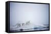 Polar Bears in Fog, Hudson Bay, Nunavut, Canada-Paul Souders-Framed Stretched Canvas