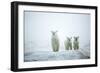 Polar Bears in Fog, Hudson Bay, Nunavut, Canada-Paul Souders-Framed Photographic Print