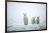 Polar Bears in Fog, Hudson Bay, Nunavut, Canada-Paul Souders-Framed Photographic Print