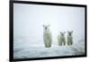 Polar Bears in Fog, Hudson Bay, Nunavut, Canada-Paul Souders-Framed Photographic Print