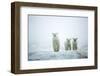 Polar Bears in Fog, Hudson Bay, Nunavut, Canada-Paul Souders-Framed Photographic Print