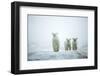 Polar Bears in Fog, Hudson Bay, Nunavut, Canada-Paul Souders-Framed Photographic Print