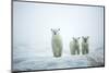 Polar Bears in Fog, Hudson Bay, Nunavut, Canada-Paul Souders-Mounted Photographic Print