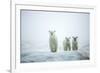 Polar Bears in Fog, Hudson Bay, Nunavut, Canada-Paul Souders-Framed Photographic Print