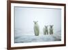 Polar Bears in Fog, Hudson Bay, Nunavut, Canada-Paul Souders-Framed Photographic Print