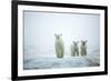 Polar Bears in Fog, Hudson Bay, Nunavut, Canada-Paul Souders-Framed Photographic Print