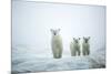 Polar Bears in Fog, Hudson Bay, Nunavut, Canada-Paul Souders-Mounted Photographic Print