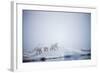 Polar Bears in Fog, Hudson Bay, Nunavut, Canada-Paul Souders-Framed Photographic Print