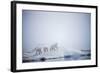 Polar Bears in Fog, Hudson Bay, Nunavut, Canada-Paul Souders-Framed Photographic Print