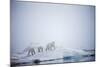 Polar Bears in Fog, Hudson Bay, Nunavut, Canada-Paul Souders-Mounted Photographic Print