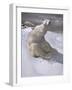 Polar Bears in Snow-Carl Ederer-Framed Giclee Print