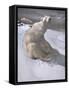 Polar Bears in Snow-Carl Ederer-Framed Stretched Canvas