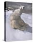 Polar Bears in Snow-Carl Ederer-Stretched Canvas