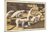 Polar Bears in Zoo, Detroit, Michigan-null-Mounted Art Print