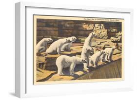 Polar Bears in Zoo, Detroit, Michigan-null-Framed Art Print