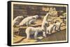 Polar Bears in Zoo, Detroit, Michigan-null-Framed Stretched Canvas