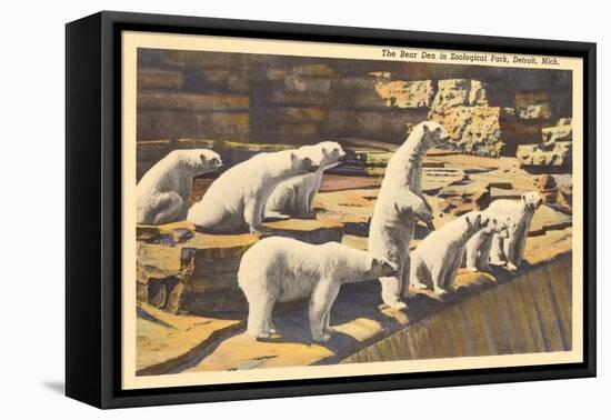 Polar Bears in Zoo, Detroit, Michigan-null-Framed Stretched Canvas