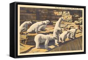 Polar Bears in Zoo, Detroit, Michigan-null-Framed Stretched Canvas