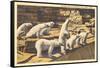 Polar Bears in Zoo, Detroit, Michigan-null-Framed Stretched Canvas