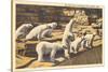 Polar Bears in Zoo, Detroit, Michigan-null-Stretched Canvas