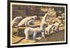 Polar Bears in Zoo, Detroit, Michigan-null-Framed Art Print