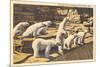 Polar Bears in Zoo, Detroit, Michigan-null-Mounted Premium Giclee Print