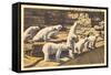 Polar Bears in Zoo, Detroit, Michigan-null-Framed Stretched Canvas