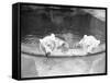 Polar Bears in Zoo Pool-null-Framed Stretched Canvas