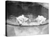 Polar Bears in Zoo Pool-null-Stretched Canvas
