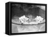 Polar Bears in Zoo Pool-null-Framed Stretched Canvas