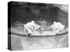 Polar Bears in Zoo Pool-null-Stretched Canvas