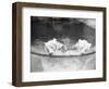 Polar Bears in Zoo Pool-null-Framed Photographic Print