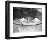 Polar Bears in Zoo Pool-null-Framed Photographic Print