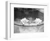 Polar Bears in Zoo Pool-null-Framed Photographic Print