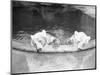 Polar Bears in Zoo Pool-null-Mounted Photographic Print