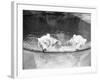 Polar Bears in Zoo Pool-null-Framed Photographic Print