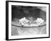 Polar Bears in Zoo Pool-null-Framed Photographic Print