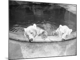 Polar Bears in Zoo Pool-null-Mounted Photographic Print